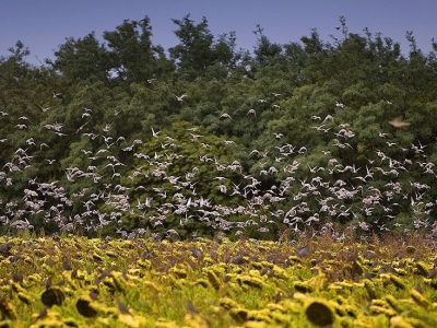 High Volume Dove Shooting