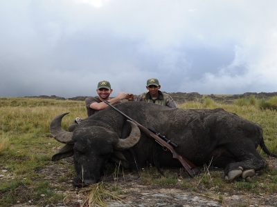 High Season Buffalo