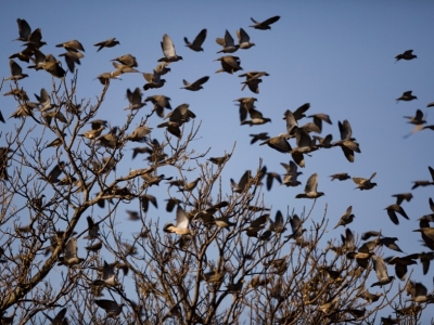 17_dove-shooting-cordoba-argentina-11.jpg