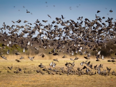 17_dove-shooting-cordoba-argentina-13.jpg