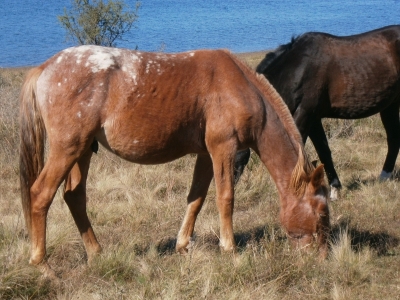 Hunting Lodge Argentina