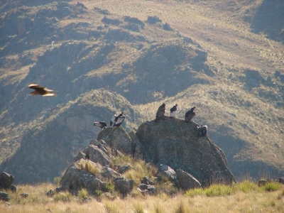 Hunting Lodge Argentina