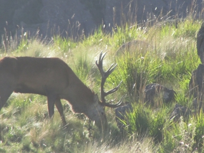 Hunting Lodge Argentina