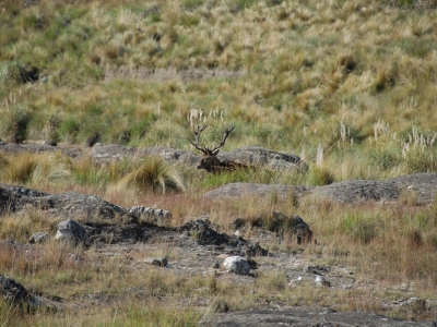 Hunting Lodge Argentina