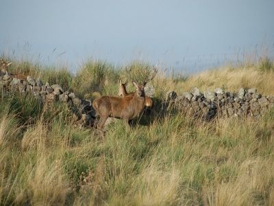 Hunting Lodge Argentina