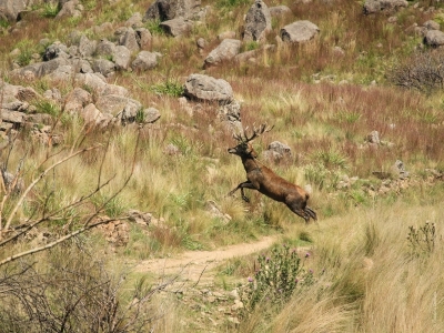 Hunting Lodge Argentina