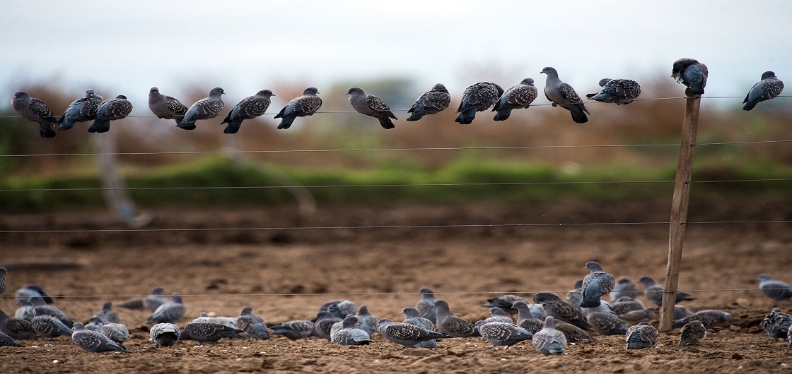 25_pigeon-hunting-argentina-4.jpg
