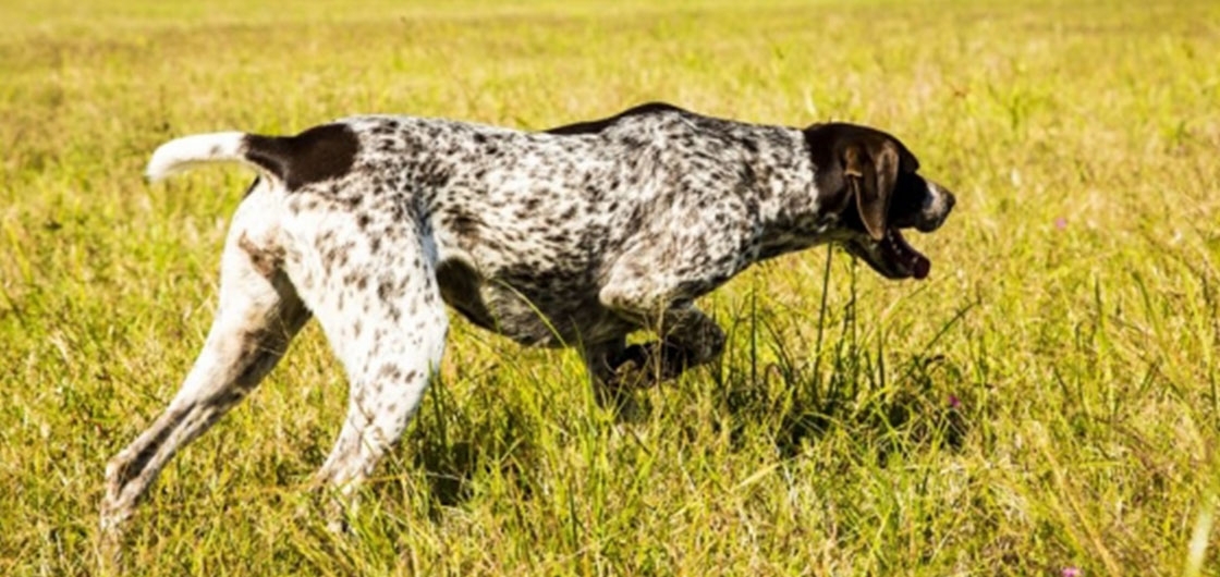 25_perdiz-hunting-argentina.jpg